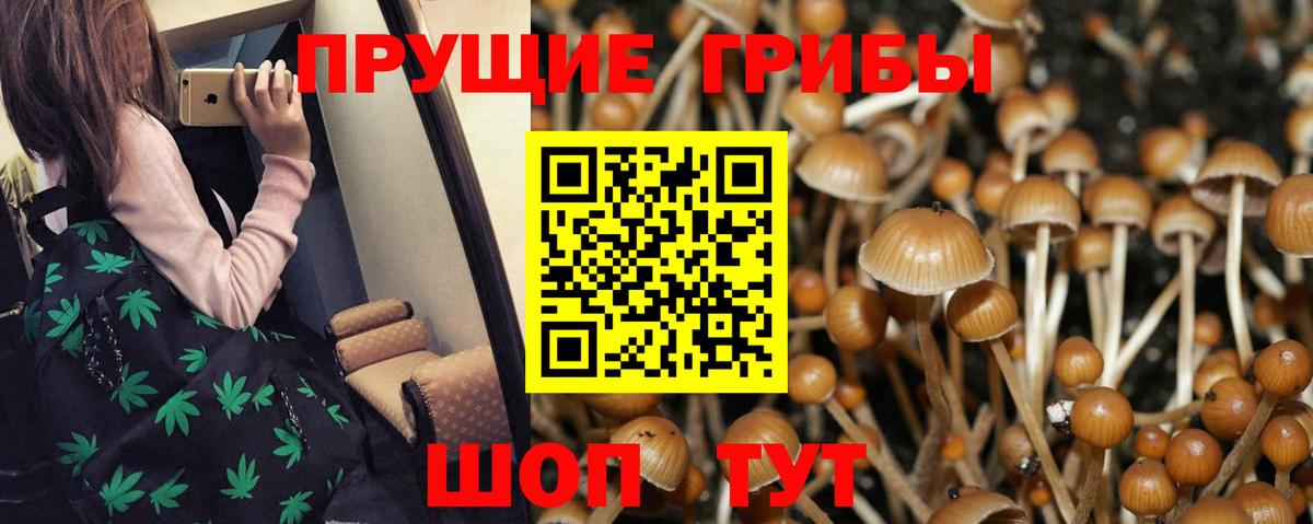 Псилоцибиновые грибы мицелий Приморско-Ахтарск